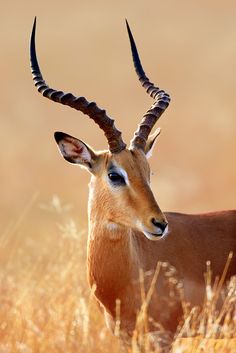 an antelope standing in tall grass looking at the camera