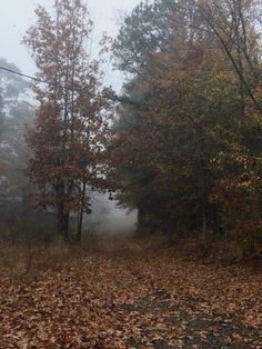 a foggy forest with lots of leaves on the ground