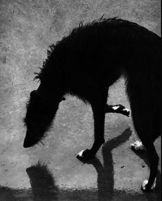 a black and white photo of a dog drinking water from a puddle on the ground