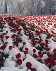 many red roses are in the snow near trees