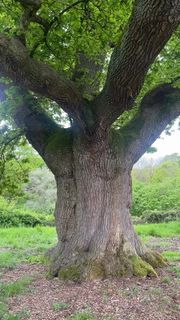 an old tree in the middle of a field