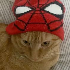 an orange cat wearing a spiderman hat