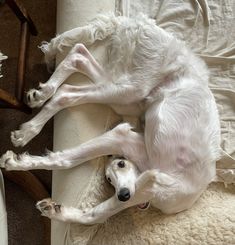 a large white dog laying on top of a rug