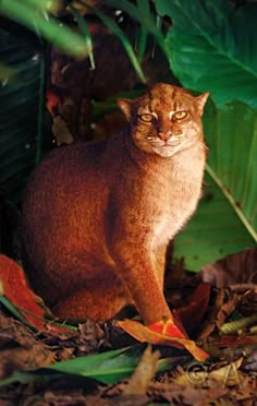 a cat sitting on the ground next to a tree