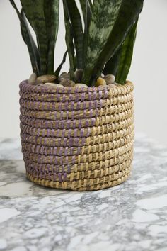 a potted plant sitting on top of a table