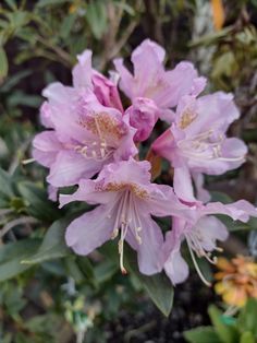 pink flowers are blooming in the garden