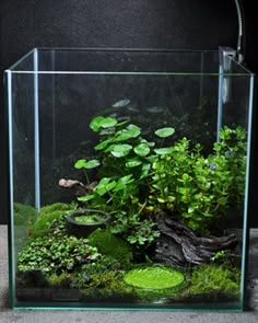 an aquarium filled with plants and rocks