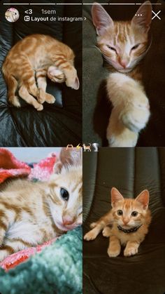 four different pictures of kittens laying on a couch and one cat lying down with its eyes closed