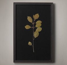 a framed photograph of a leafy plant on a black background with brown trim around the edges