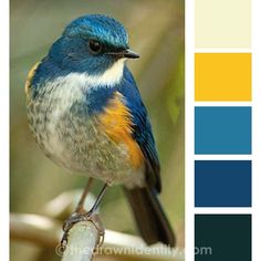 a blue bird sitting on top of a branch next to a color swatch with yellow and blue colors