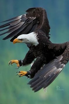 an eagle is flying in the air with its wings spread out and talons extended