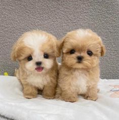 two small dogs sitting on top of a white blanket