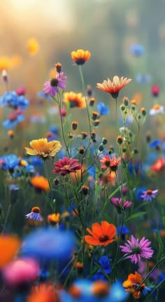 a field full of colorful wildflowers in the sun with blurry back ground