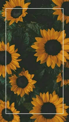 a bunch of sunflowers with the words, is this happening to anyone else?