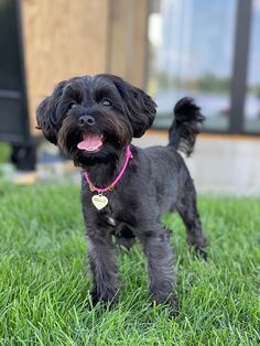 a small black dog standing on top of a lush green field