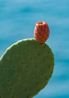 a close up of a cactus with water in the background