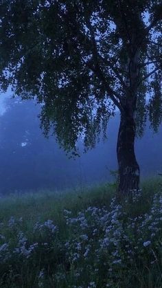 a bench under a tree on a foggy night in the countryside with wildflowers