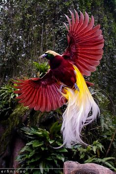 a red bird with white and yellow feathers is flying in the air near some trees