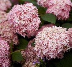 pink flowers with green leaves in the background