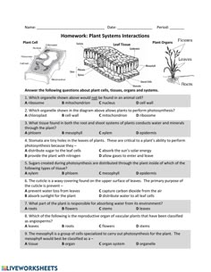 worksheet for plant systems and their functions in the diagram below it is an image of