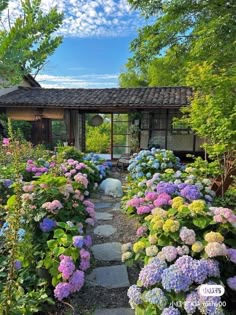 the garden is full of colorful flowers and plants, including hydrangeas in bloom