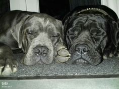 two large dogs laying next to each other