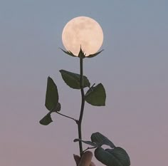 a hand holding a flower with the moon in the background