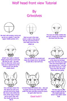 how to draw a wolf's head from the front view, with instructions on how to