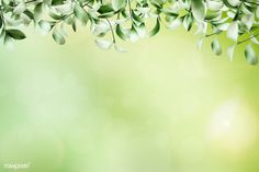 green leaves are hanging from the branches of a tree in front of a light green background