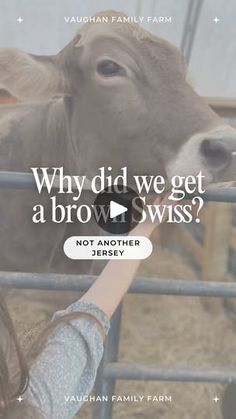 a woman is petting a cow in a pen with the caption why did we get a brown swiss? not another jersey