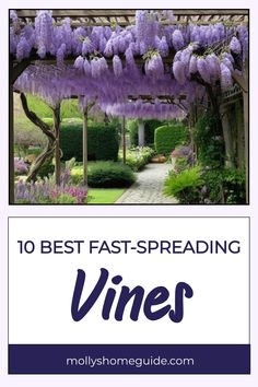 the words 10 best fast - spreading vines in front of a garden with purple flowers