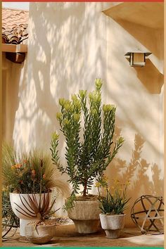 three potted plants sitting next to each other in front of a building with shadows on the wall