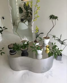 there are many potted plants on the table in front of the mirror that is reflecting it's reflection