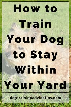 a dog laying in the grass with text overlay that reads how to train your dog to stay within your yard