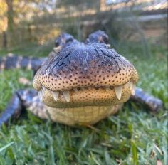 an alligator is laying in the grass with its mouth open