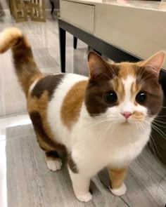 a brown and white cat standing on top of a hard wood floor next to a table