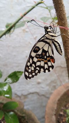 a black and white butterfly hanging from a tree branch