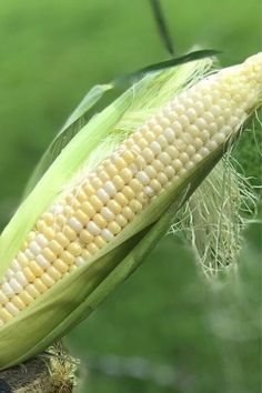 an ear of corn on the cob with green grass in the backgroud