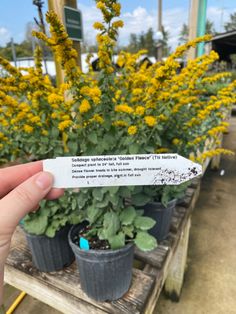 someone is holding up a piece of paper in front of some flowers and plants at a garden center