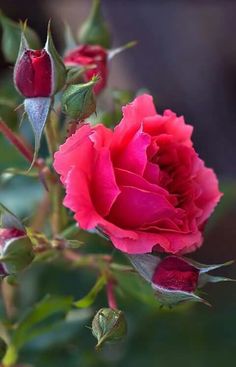 a pink rose with green leaves and buds