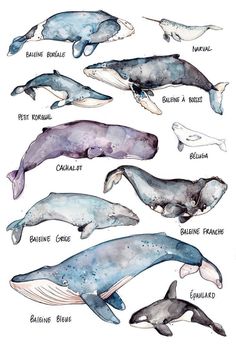 the different types of whales are shown in this watercolor painting technique, which is easy to draw and color