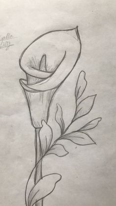 a pencil drawing of a flower with leaves