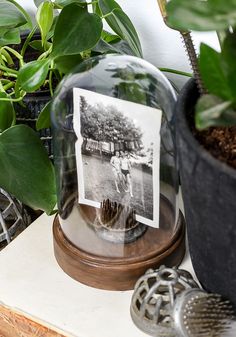 an old photo under a clochet on top of a table next to some potted plants