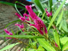 some pink flowers and green leaves on a sunny day