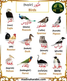 an arabic language poster with birds in different languages