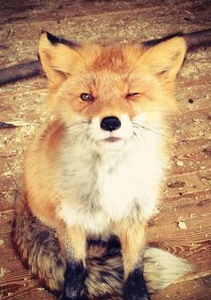 a red fox sitting on top of a wooden floor