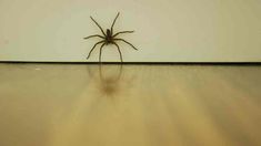 a spider sitting on top of a floor next to a wall