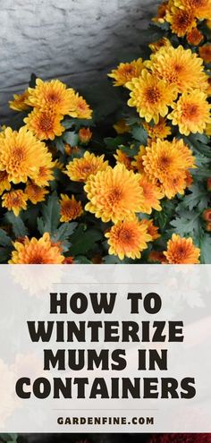 yellow flowers with the words how to winterize mums in containers