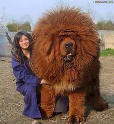 a woman kneeling down next to a large brown dog with long hair on it's face