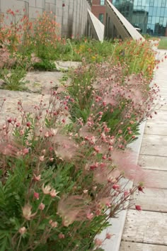 some pink flowers are growing on the side of a building with stairs in the background